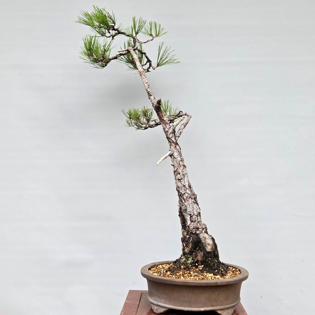 赤松 [文人風斜幹木] 大品盆栽 - メルカリ