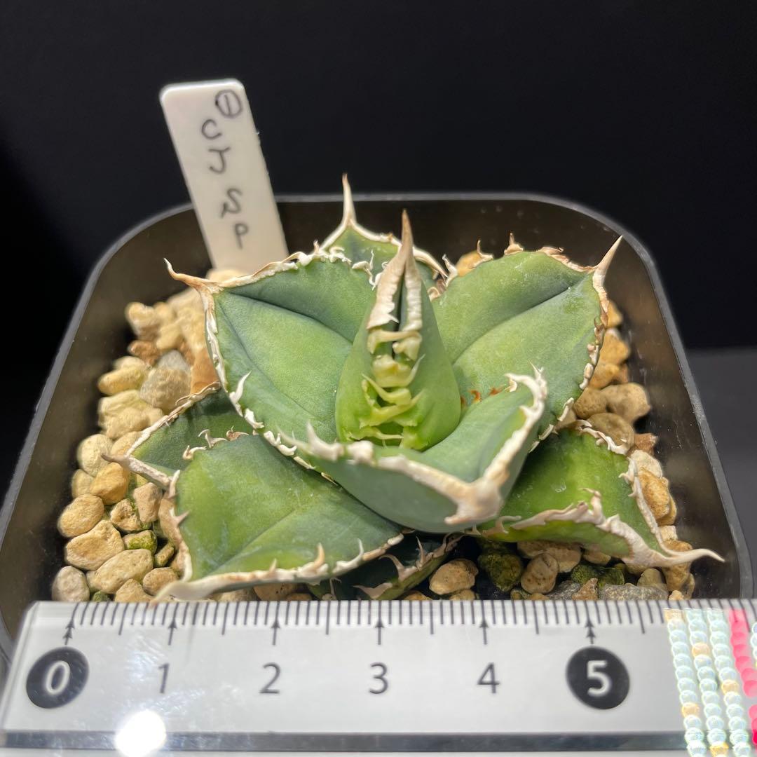 アガベ チタノタ ホオジロザメ 大白鯊 CJスペシャル ① - メルカリ