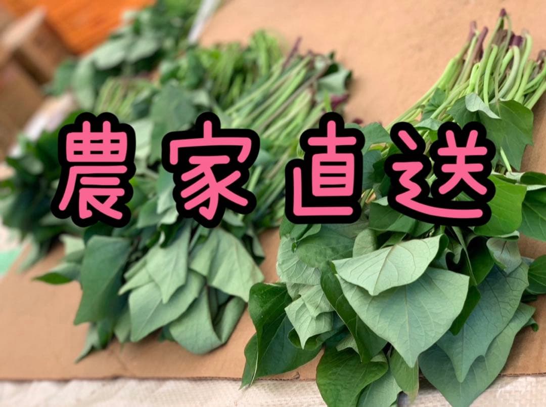 予約受付中】紅はるか苗☆ウイルスフリー 100本 4月上旬から発送開始