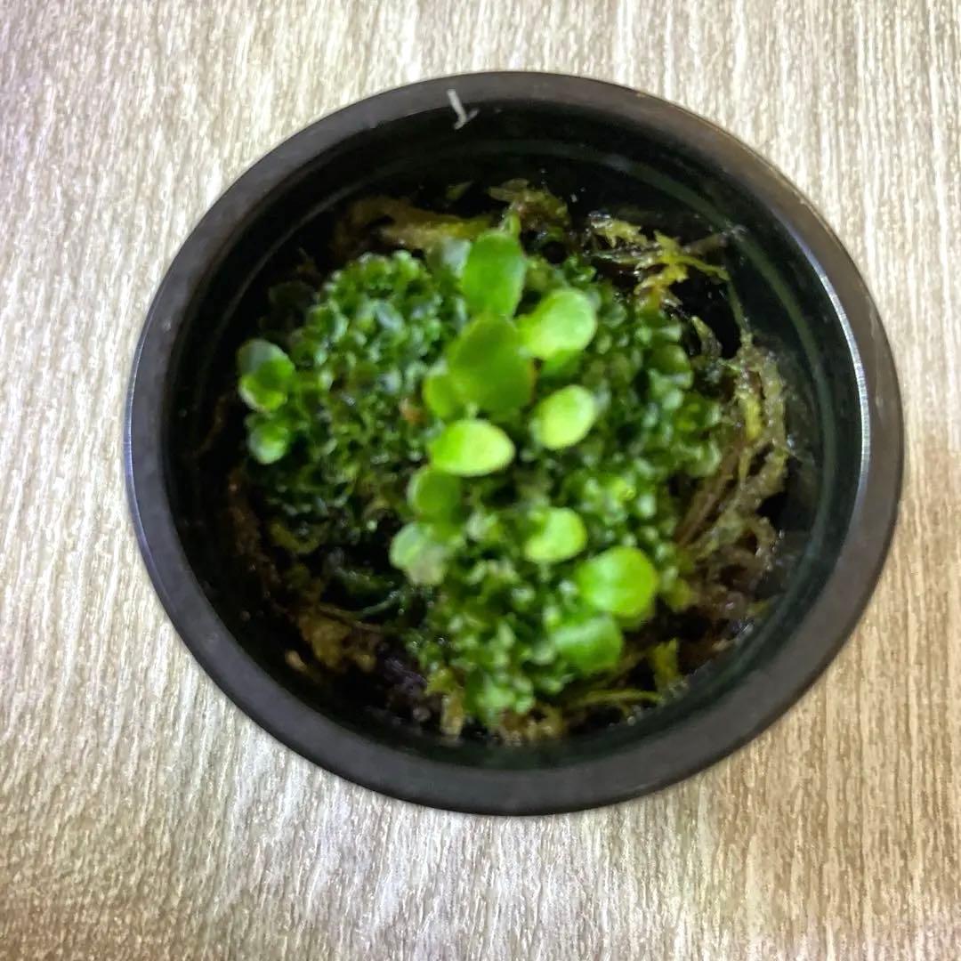 ビカクシダ P.Willinckii OMG 前葉体 胞子体 - メルカリ