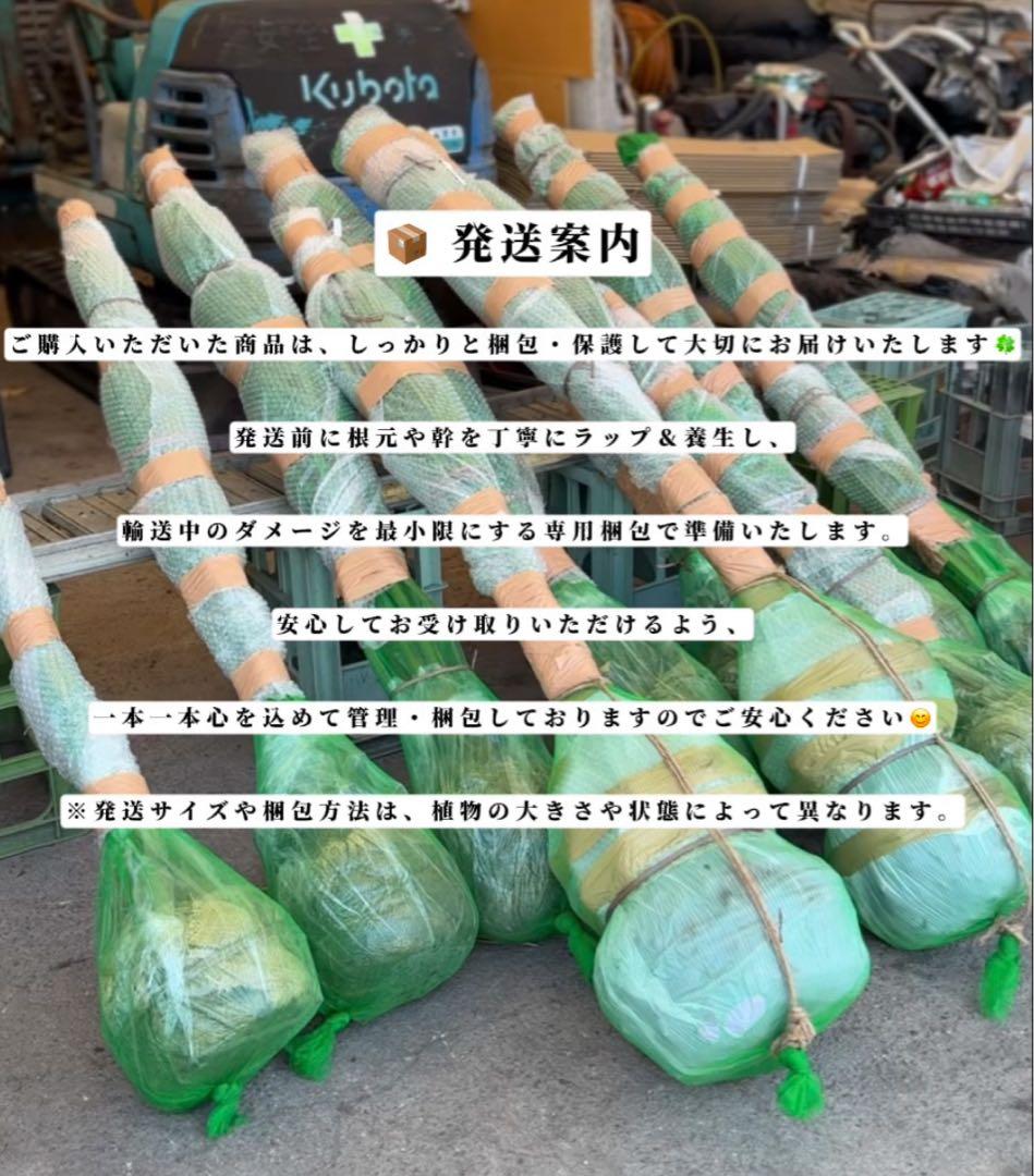 ココスヤシシルバーリーフ【極太】葉先180cm幹回り80cm 幹高40cm