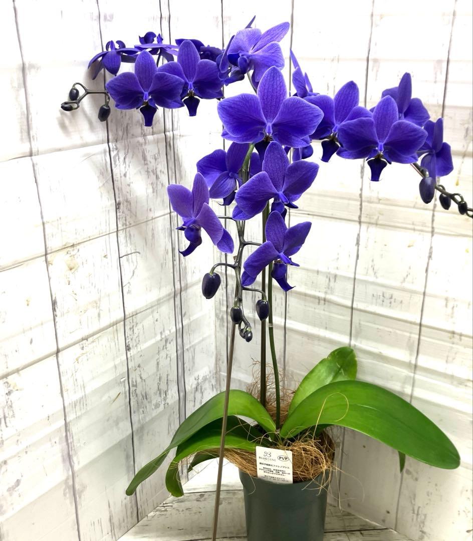 ウィルスフリーバイオ苗あずま200栗かぐや100