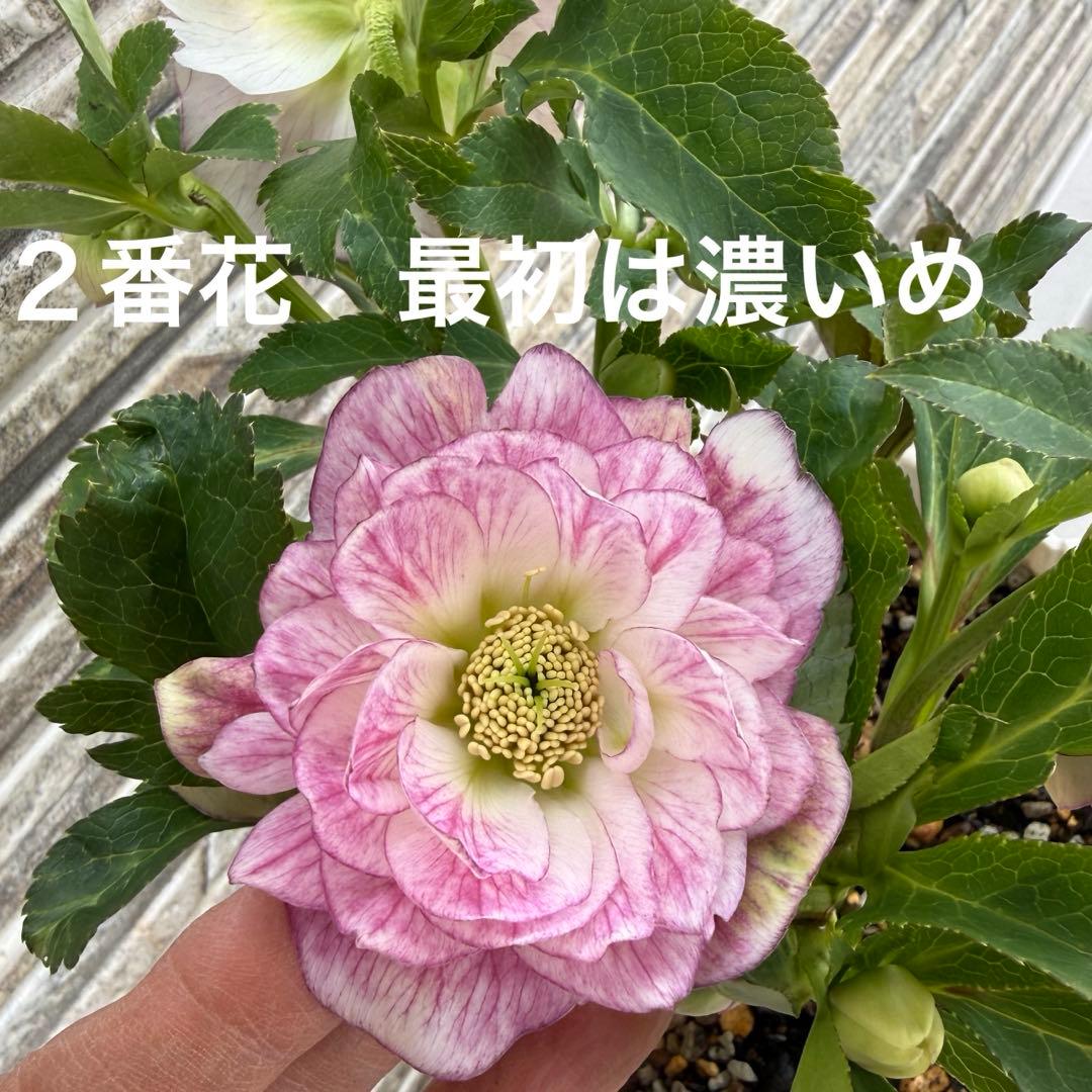 ddホワイトぼかしピンク 広瀬園芸 ✨おまけソレイユ交配✨クリスマス