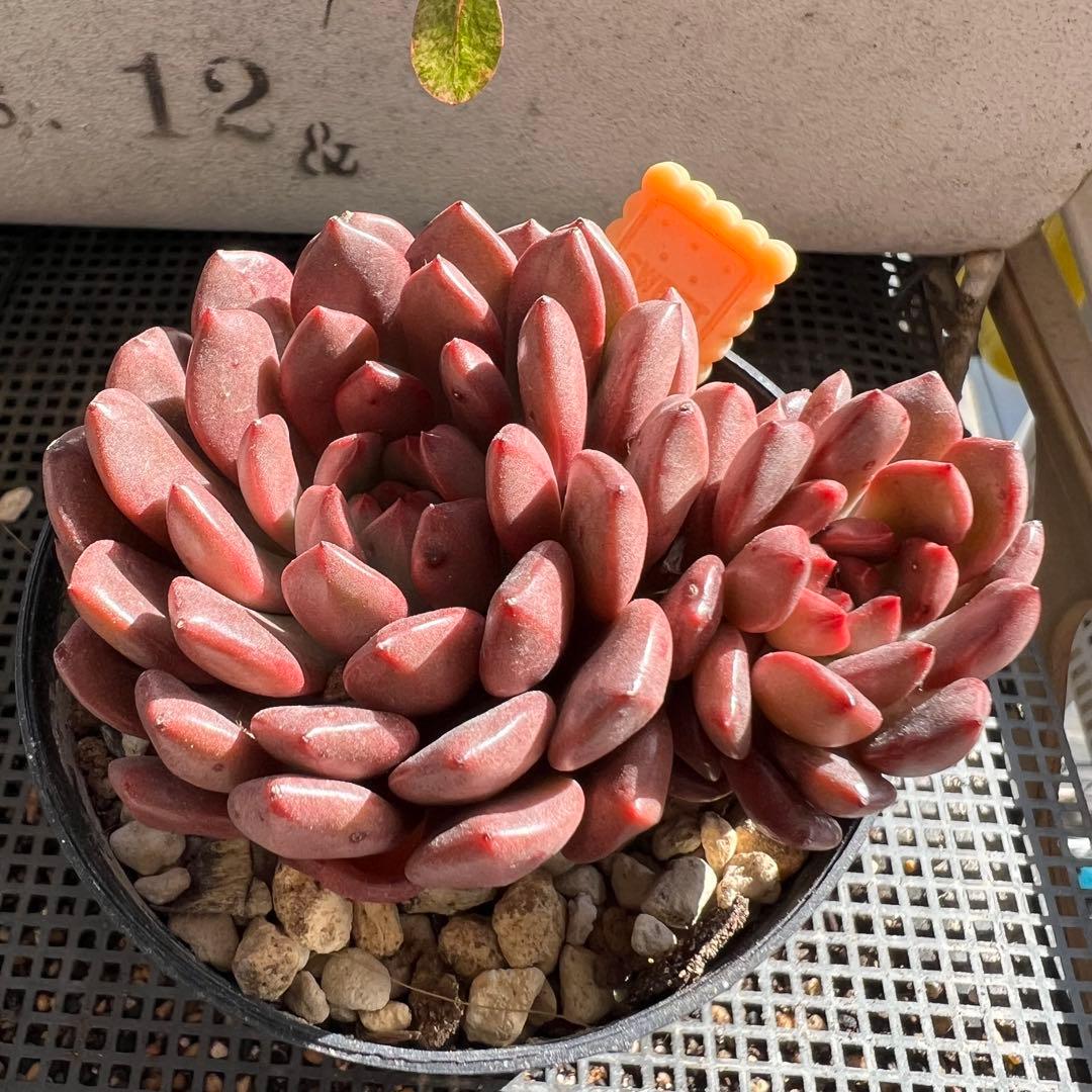 多肉植物♡ピンクルルビー 抜き苗 - メルカリ