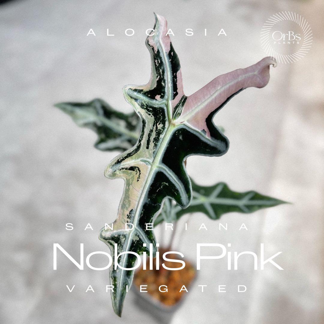 掲載最終日セール【芋付き】アロカシア ノビリス ピンク斑入り 中株サイズ 掲載最終日セール【芋付き】アロカシア ノビリス ピンク斑入り 中株サイズ