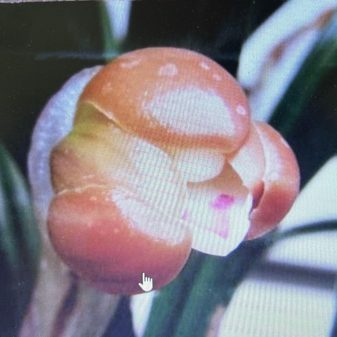 韓国春蘭★紅鈴★豆赤花★豆花★交配種★円弁★5本