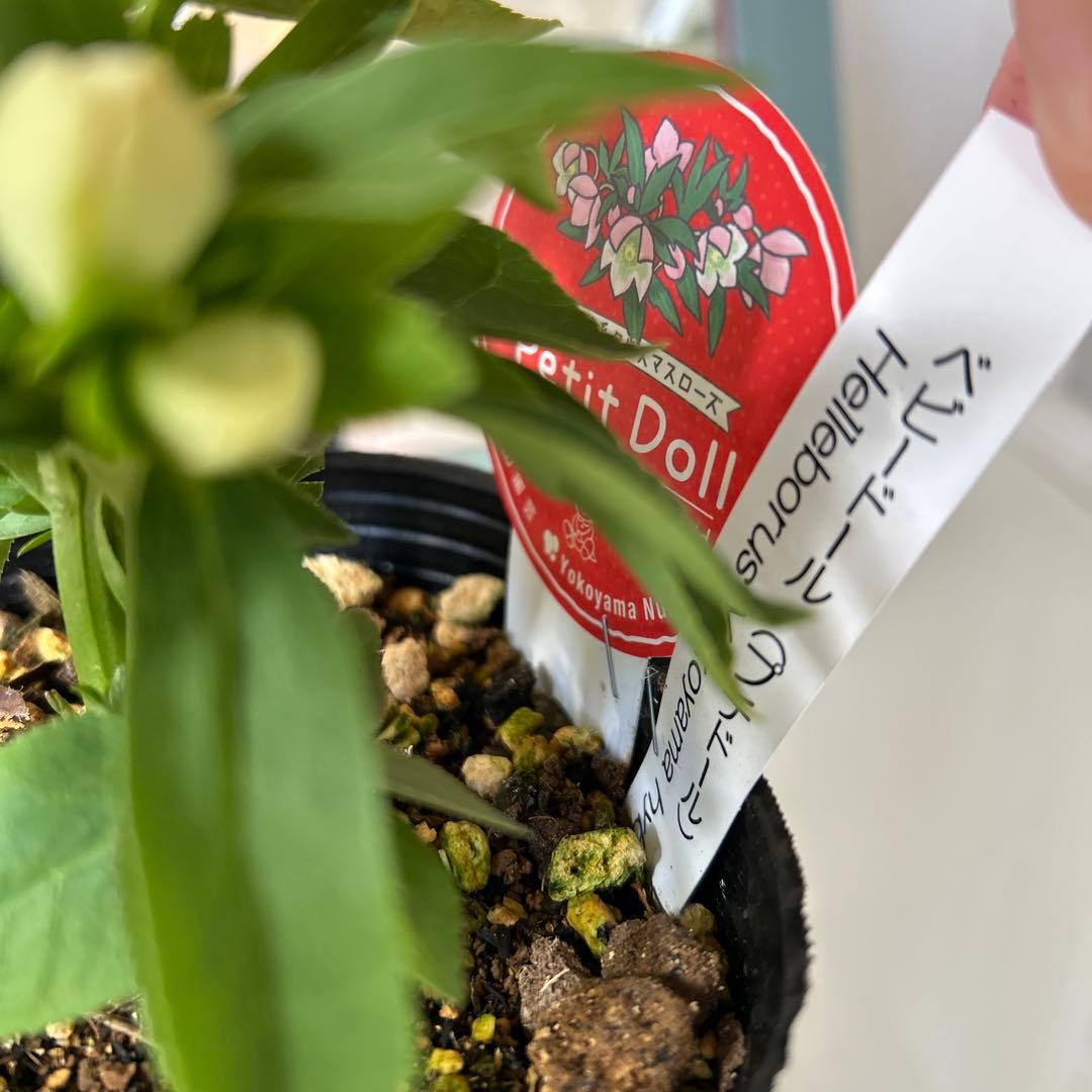 横山園芸】クリスマスローズ ベビードール プチドール《1/31》 - メルカリ