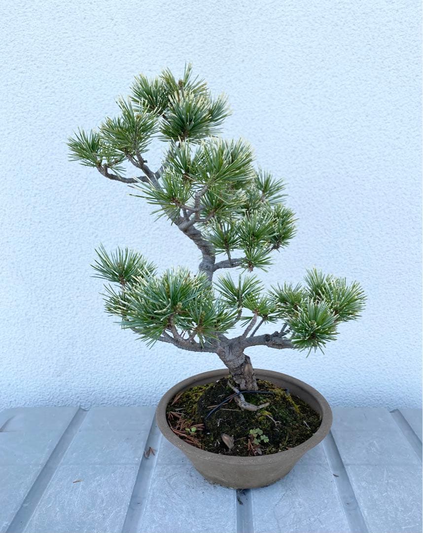 希少 斑入り 五葉松 花火 花吹雪 蛇の目 盆栽 盆栽鉢 付き発送 - メルカリ