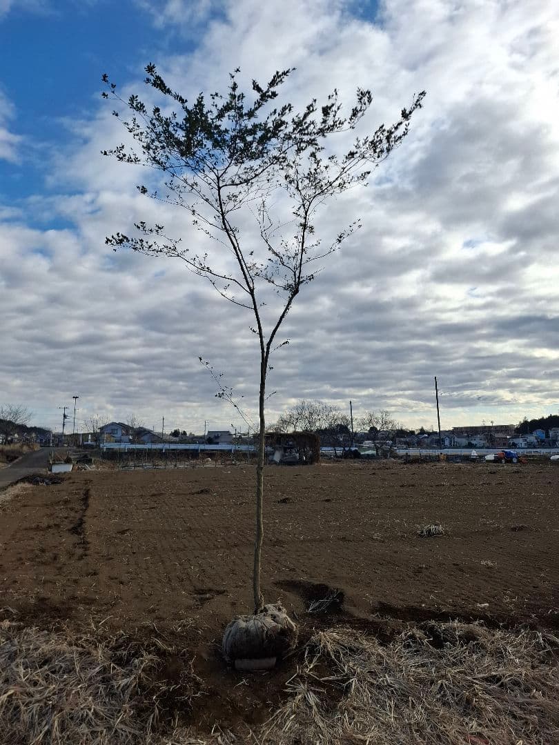 ツゲ　柘植　山採り　　　－アオダモ、アオハダ、カエデ、もみじー 2026年最新】山採りアオハダの人気アイテム - メルカリ