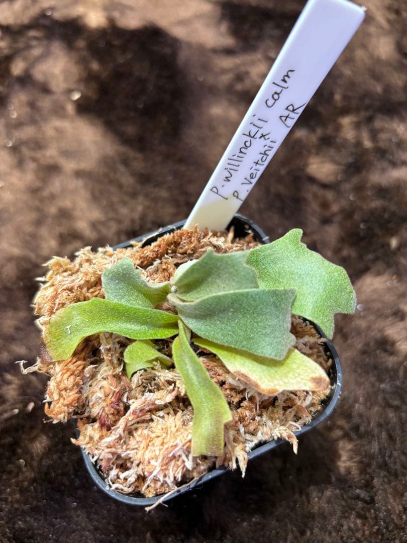 P.willinckii calm×P.VeitchiiAR sporeling - メルカリ