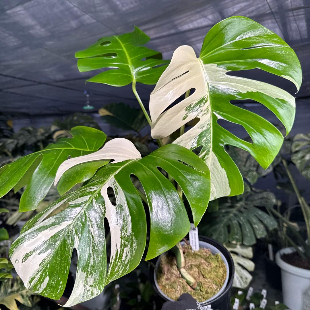 TA2モンステラ ボルギシアナ アルボ 健康カット苗 白斑入り - メルカリ