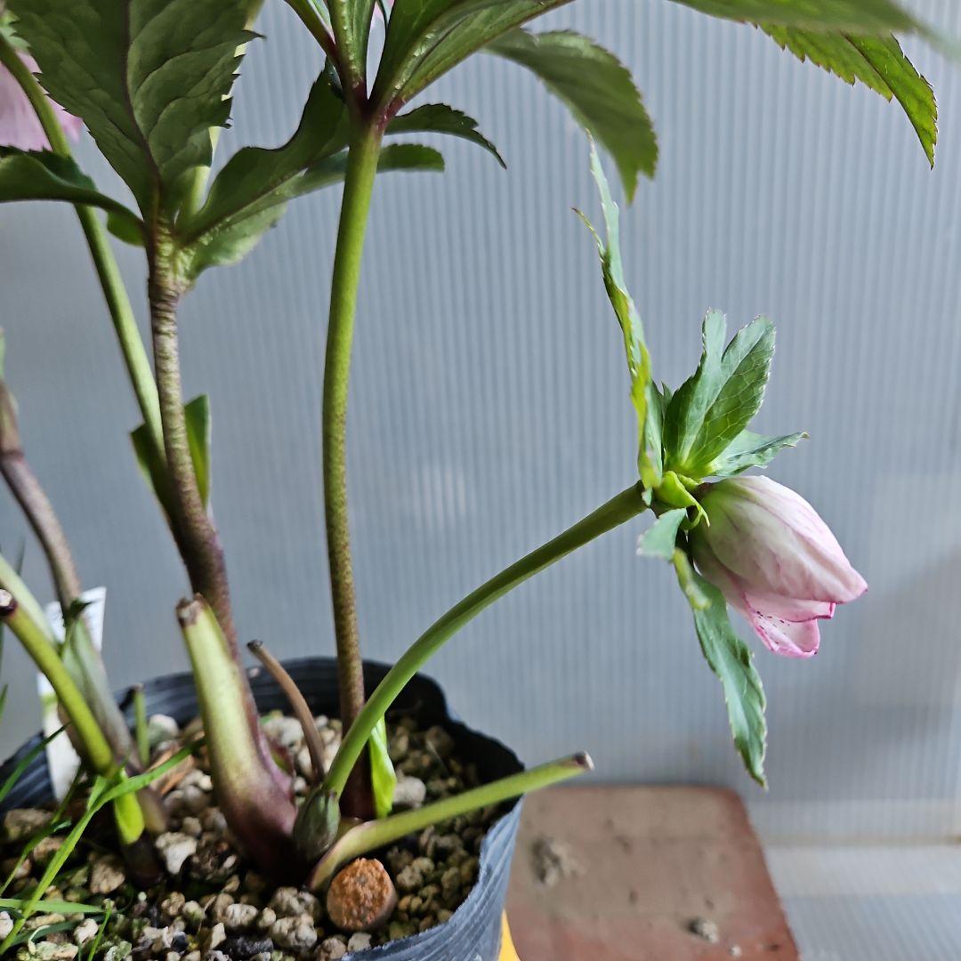 夕映え様お取り置き苗㉖-669クリスマスローズ - メルカリ