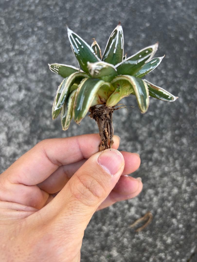 アガベ 姫笹の雪 白外斑入 子株1個付き アガベ 姫笹