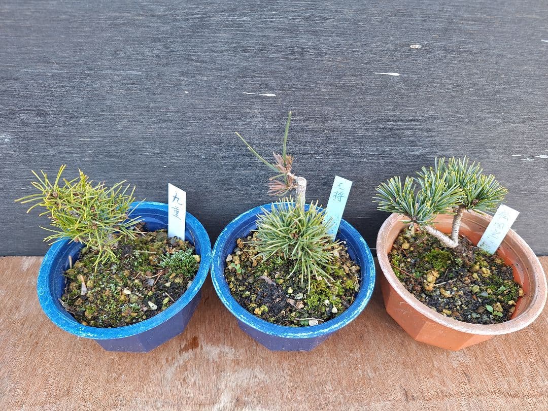 専用商品】八房五葉松 9鉢セット - メルカリ