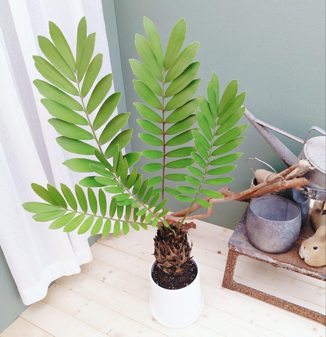 現品】珍品！多頭扇型 太株 ザミアプミラ一点物 縁起物 - メルカリ