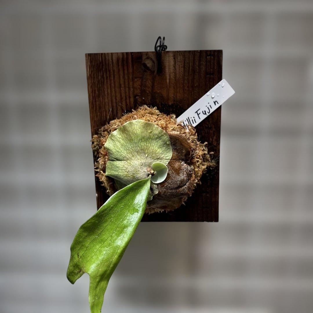 最終価格【2株半額・3株目無料】P. hillii Fujin フージン 風神 - メルカリ