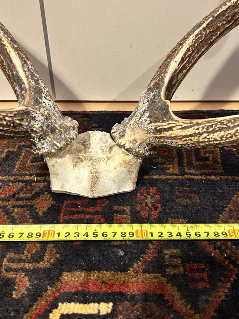 鹿　頭骨 角付き インテリア　引き取り希望です