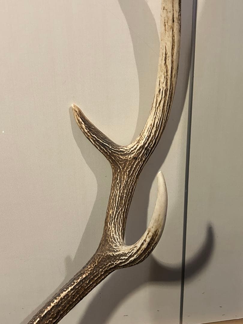 鹿　頭骨 角付き インテリア　引き取り希望です