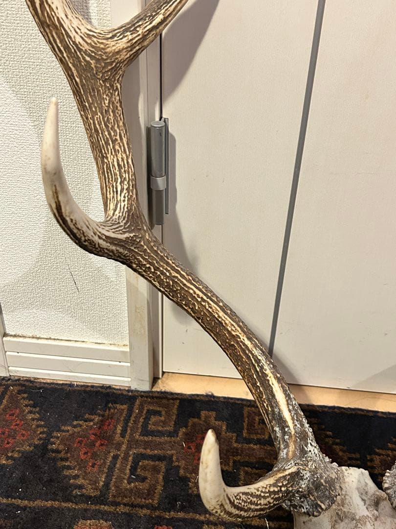 鹿　頭骨 角付き インテリア　引き取り希望です