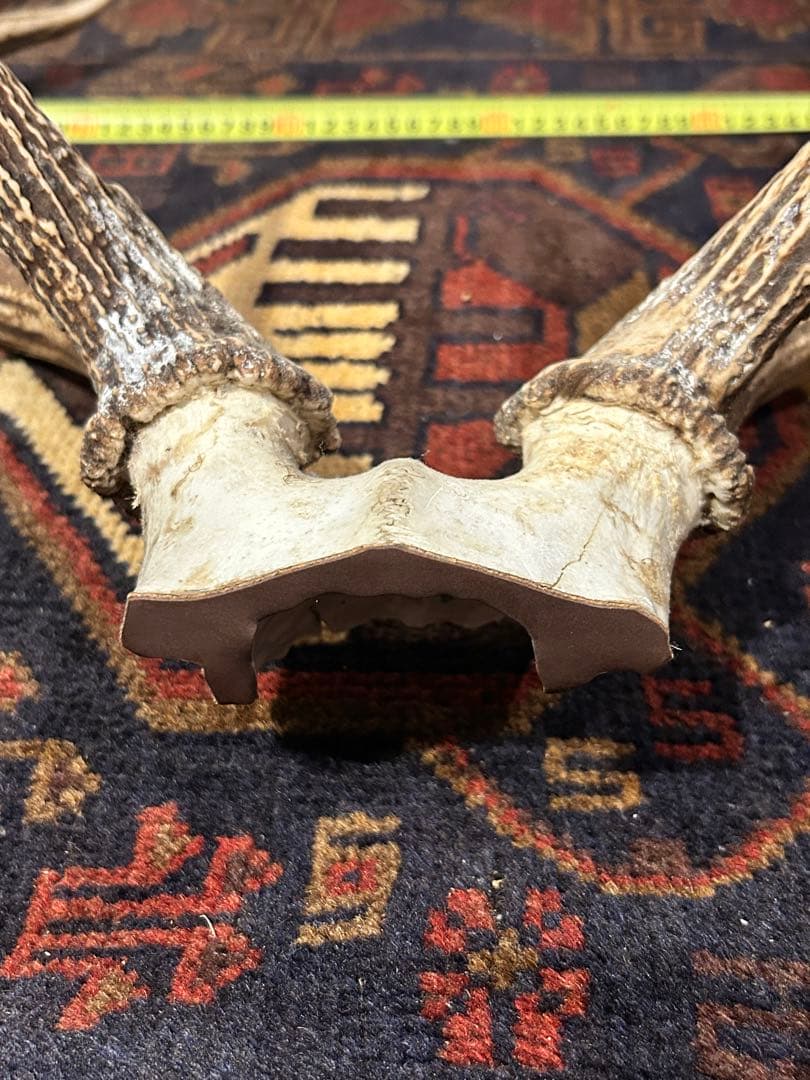 鹿　頭骨 角付き インテリア　引き取り希望です