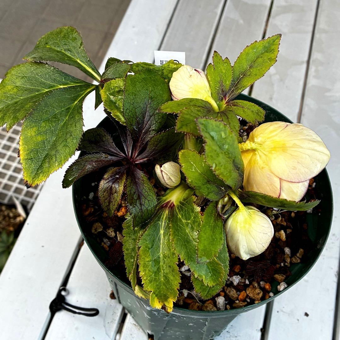 も*読様 530☘️ラスト2☘️蕾花タグ付☘️極上☘️特大SD⭐️蜃気楼⭐️コロ