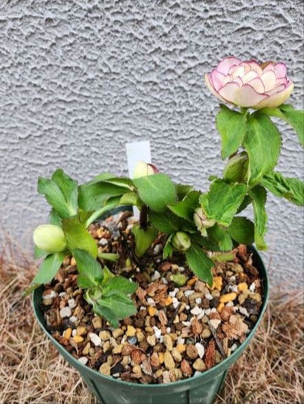 匿名発送〉 116 クリスマスローズ dd 蜃気楼交配 大木ナーセリ - メルカリ