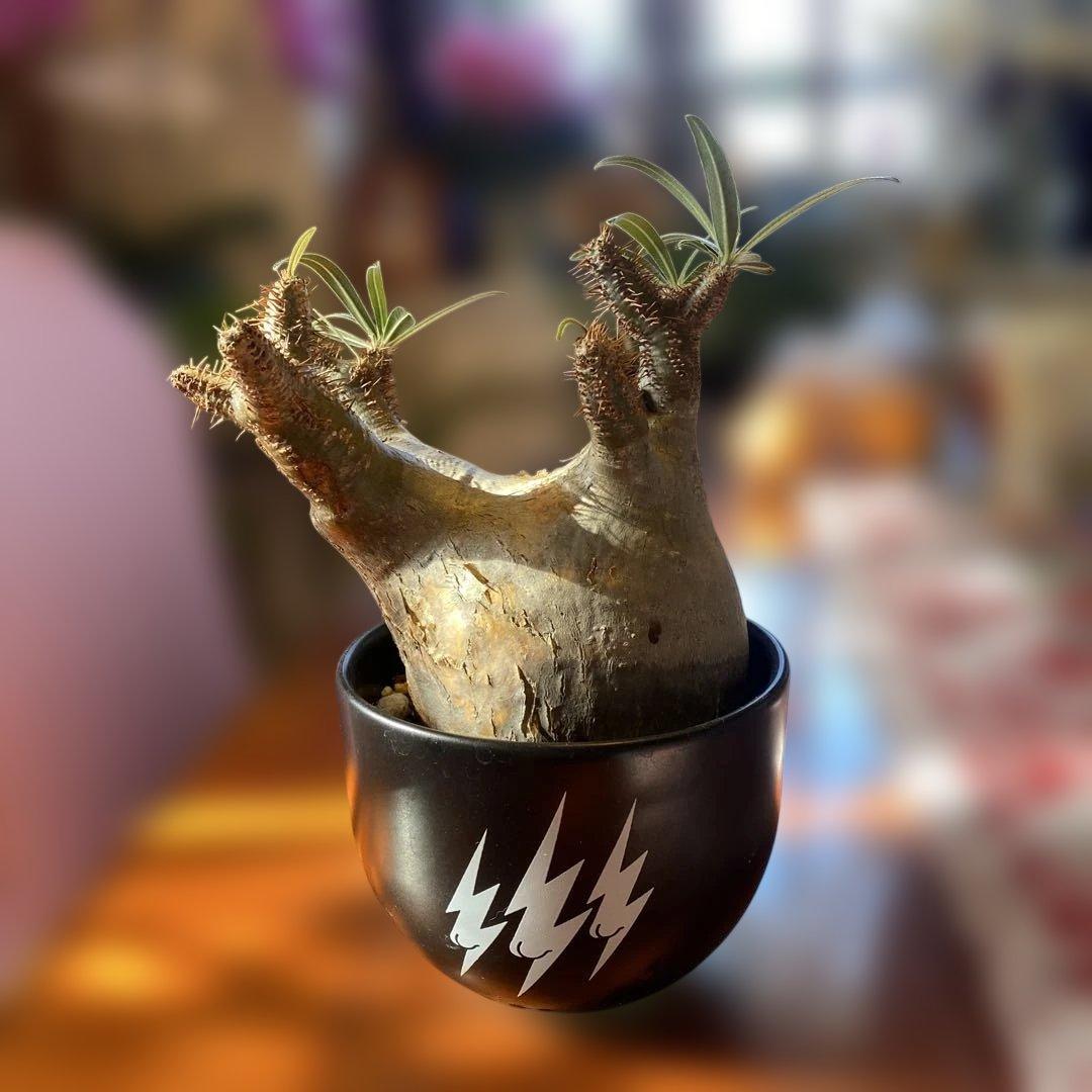 グラキリス 現地球 392def37b7e6b9cedfb785b2c4e239