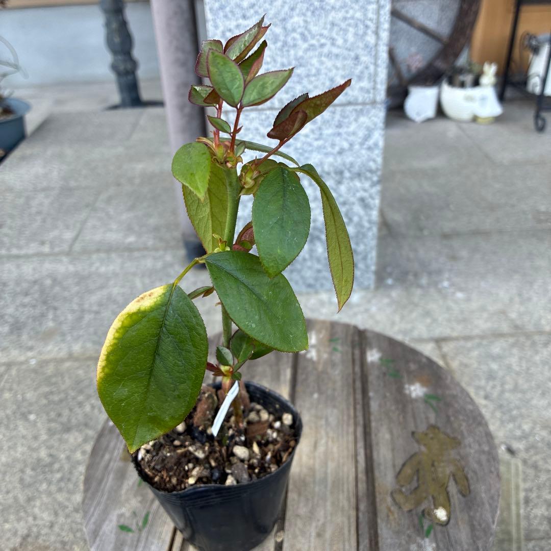 バラ苗 購入前にコメント - メルカリ