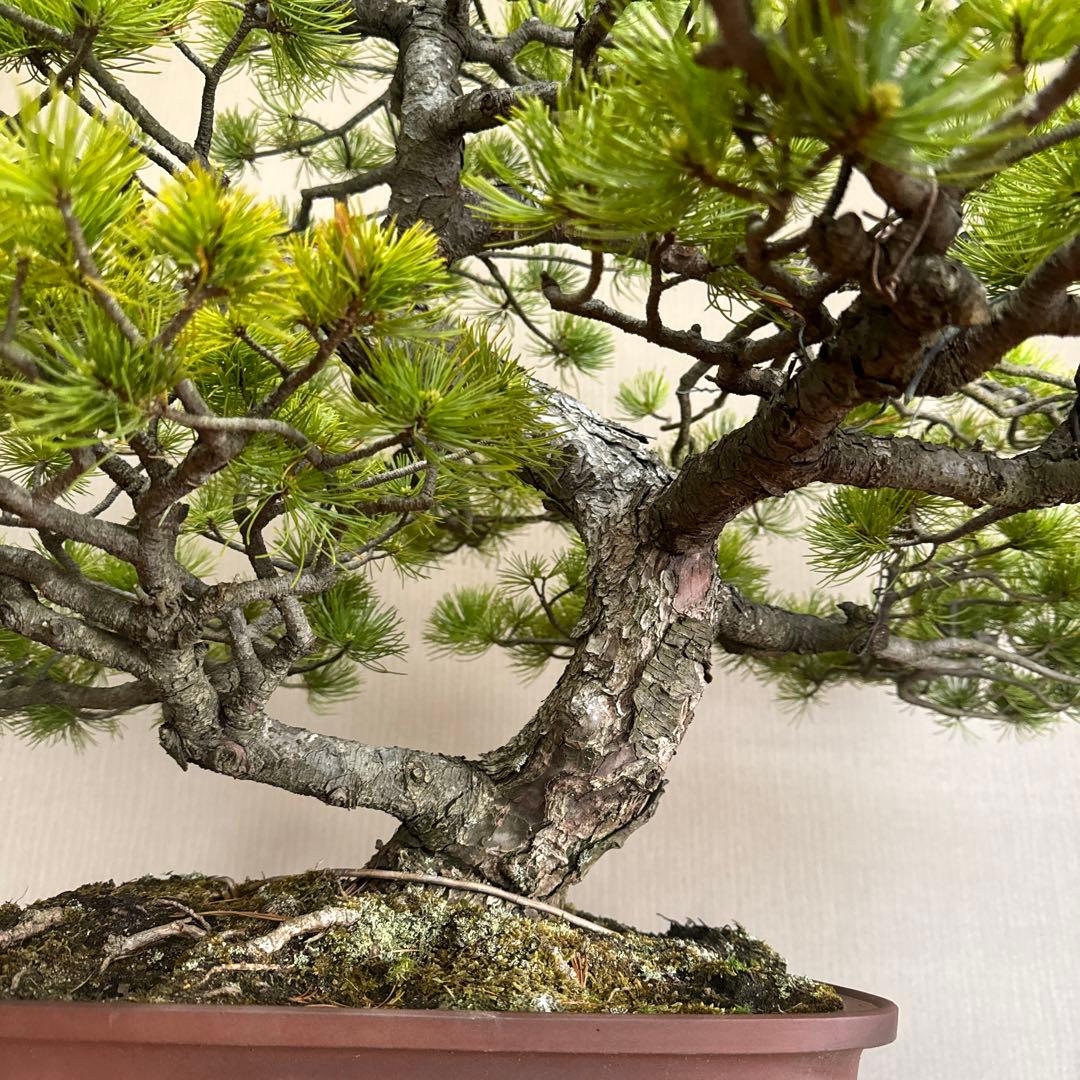 五葉松 瑞祥 盆栽 - メルカリ