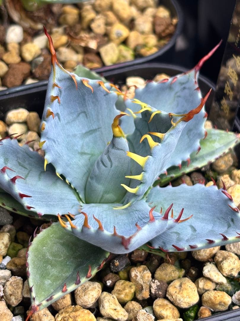 アガベ 甲蟹屈原 子株 発根済 特白 青葉 陽炎 狂刺 連刺 ハイブリッド ④ ラスト一株！甲蟹屈原 子株 発根剤 青葉 陽炎 狂刺 連刺 ハイブリッド