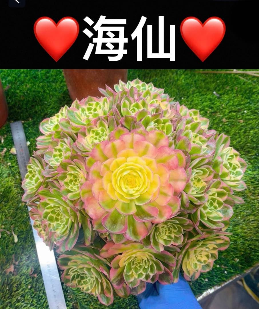 20 #多肉植物アエオニウム錦❤️ 海仙❤️1大頭 9cm拨き苗 - メルカリ