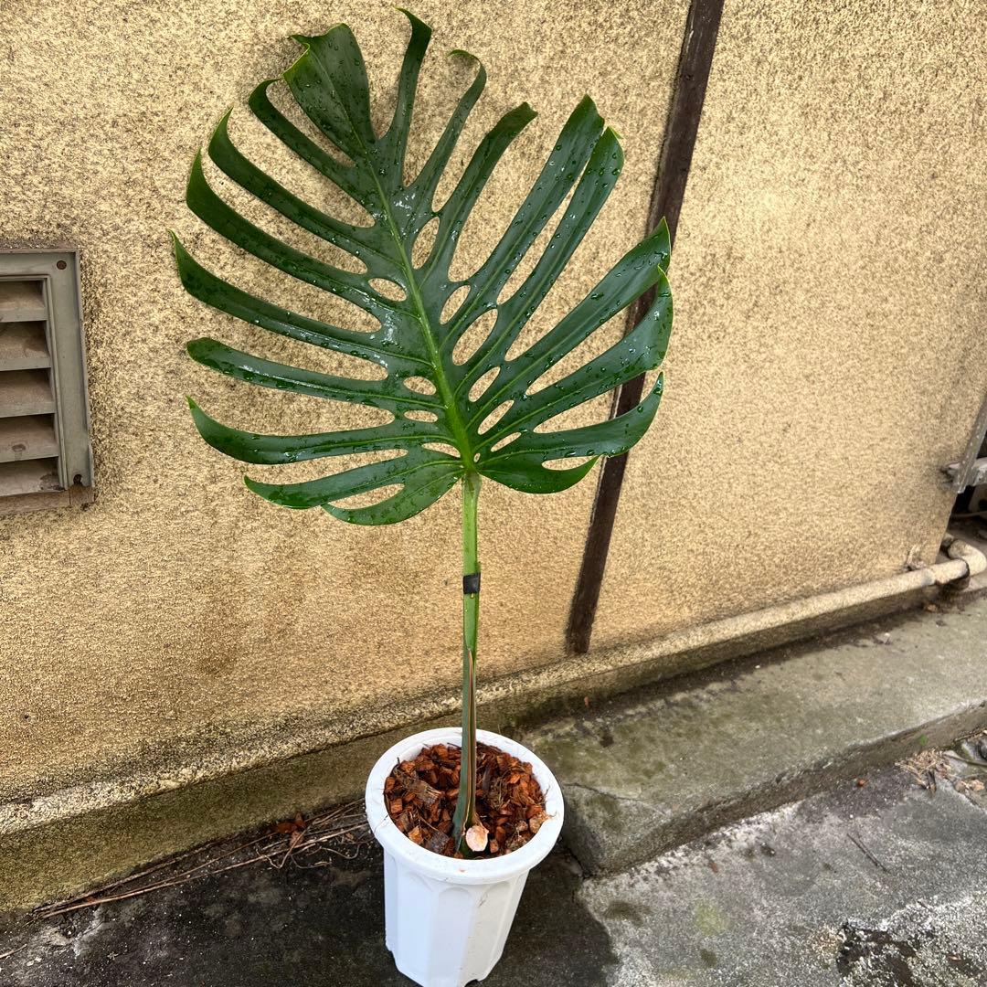 スケルトン】ミドルカット3 モンステラ - メルカリ