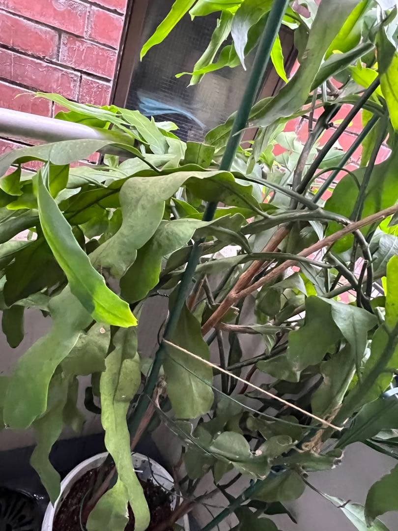 【超大株！】月下美人：親株