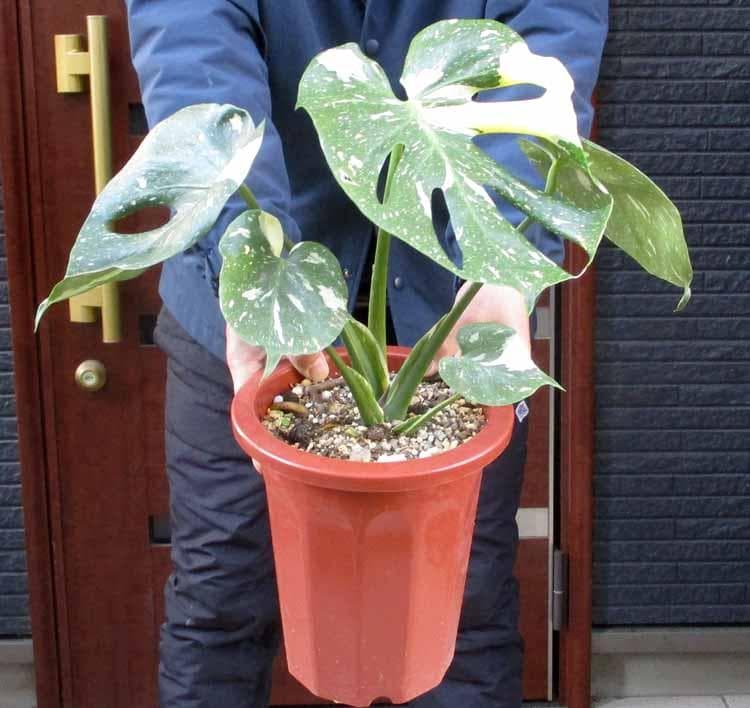 現品】モンステラ・バリエガータ 7号鉢 斑入りモンステラ CA番 - メルカリ