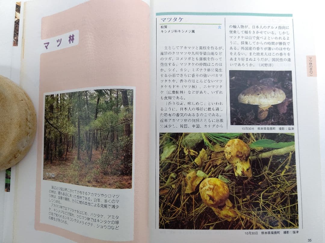 KHIMTI-『熊本のきのこ』きのこ図鑑 稀覯本