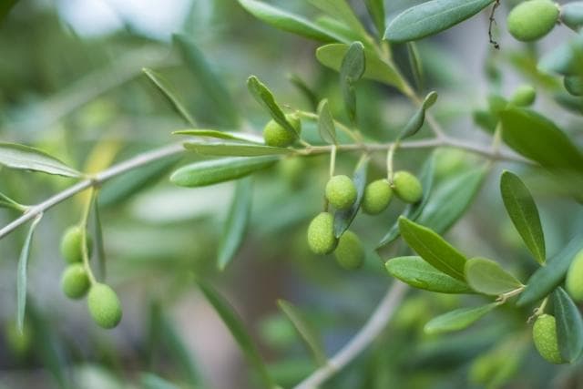 《現品》オリーブの木　シプレシーノ 樹高1.9ｍ（根鉢含まず）191【苗木/庭木