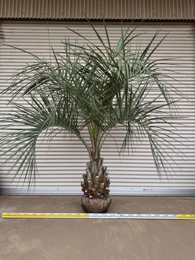 送料込み ココスヤシ サイズ大 幹極太 形状良 シルバーリーフ 庭木