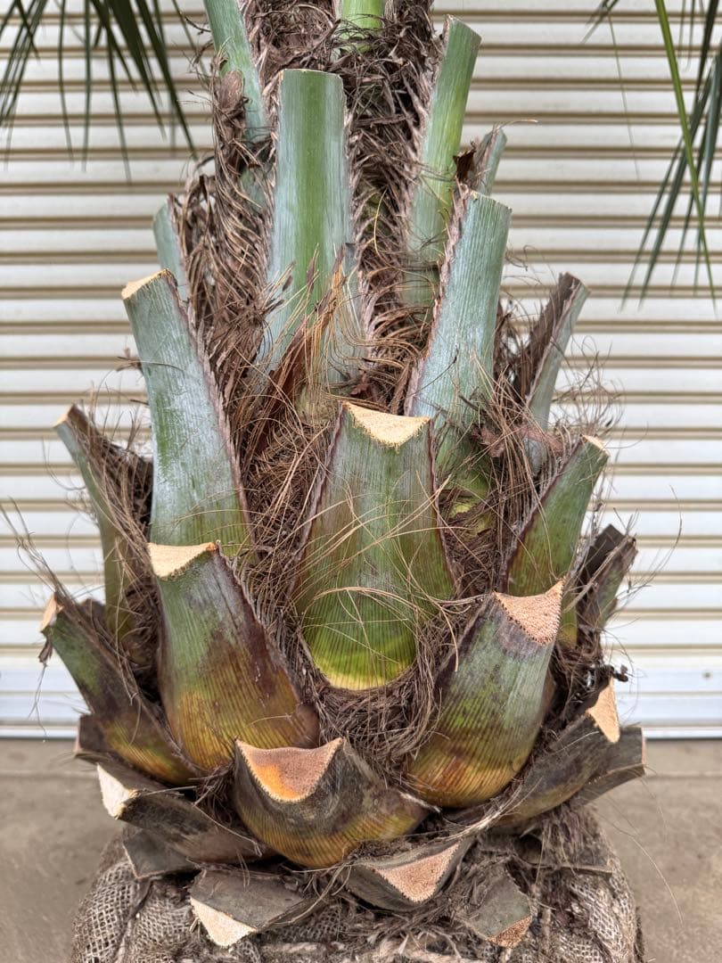 送料込み ココスヤシ サイズ大 幹極太 形状良 シルバーリーフ 庭木