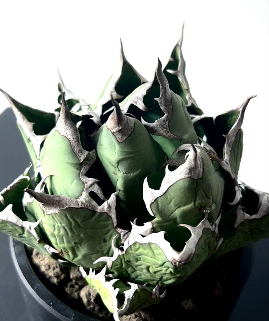 【コレクター品、ボール株】アガベ　姫厳竜　子株7個付　SSS級　No.18