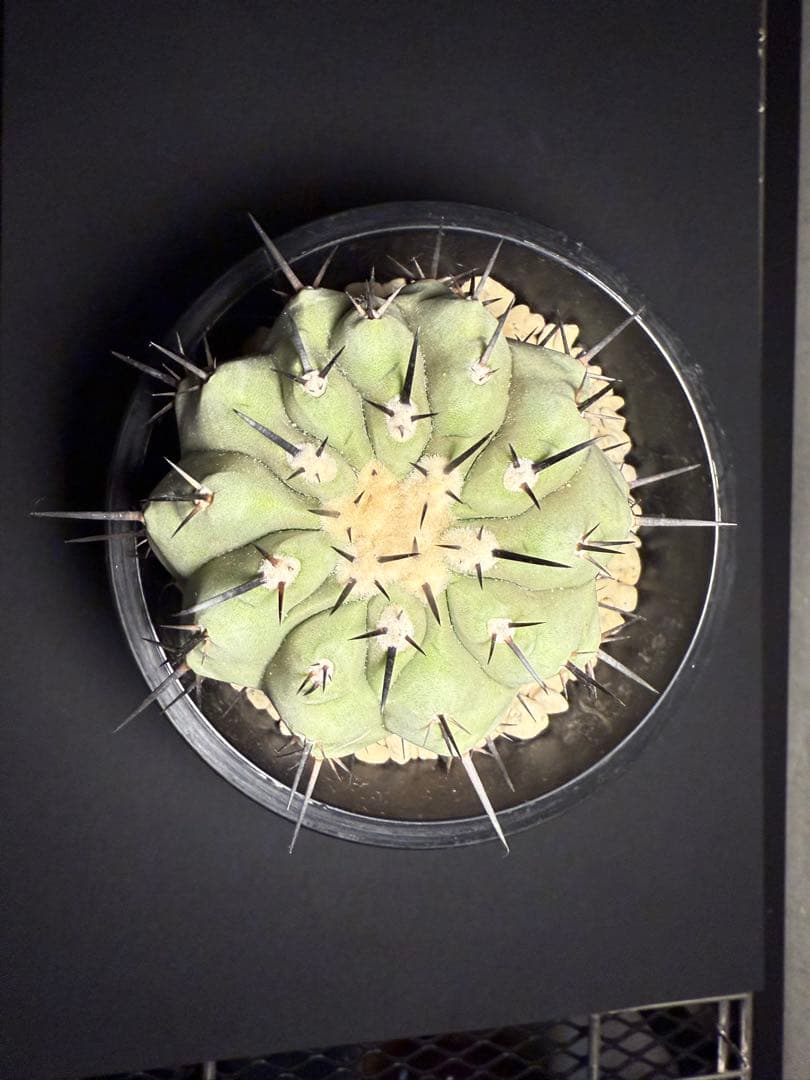 週末限定価格！黒王丸 白肌 厳選 コレクション 多陵 シネレア 特大