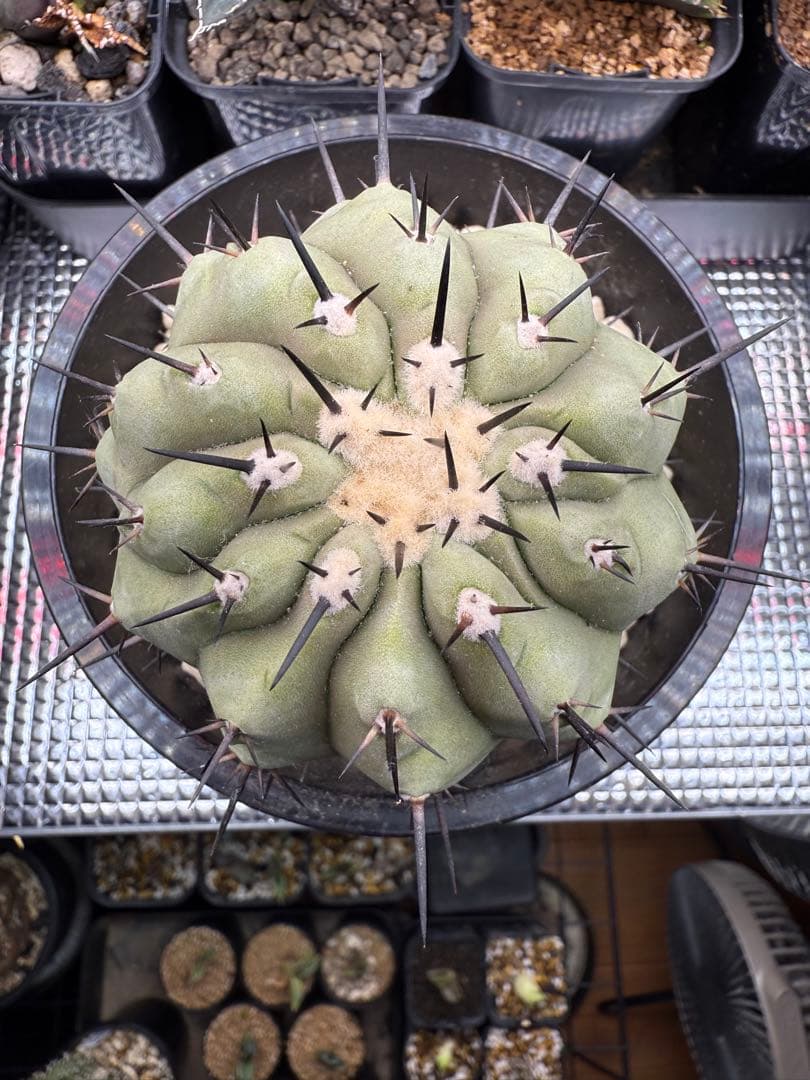 週末限定価格！黒王丸 白肌 厳選 コレクション 多陵 シネレア 特大