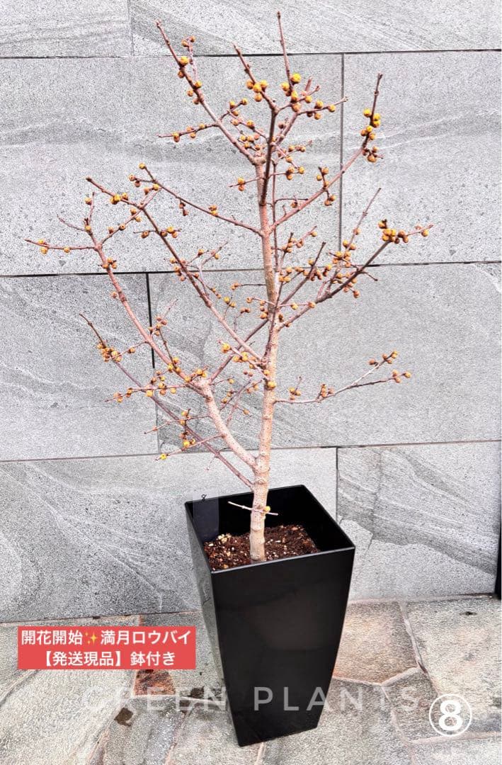 蝋梅 苗 接木5年生 満月 大苗 鉢植え【ロウバイ】開花開始 楽天市場】2026年2月から3月に接ぎ木3年5号満月狼狽苗木冬にいい香り