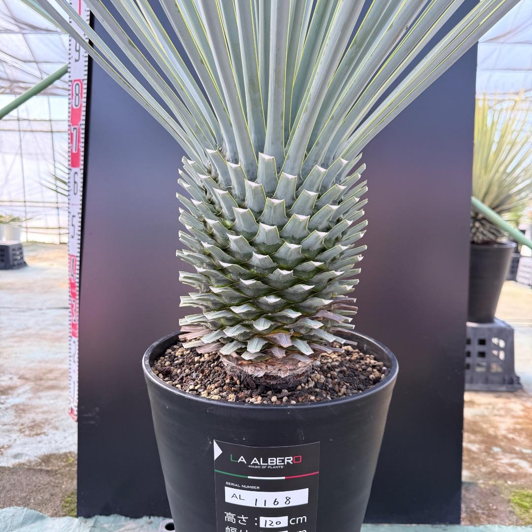 【AL1168】ユッカ　リギダ