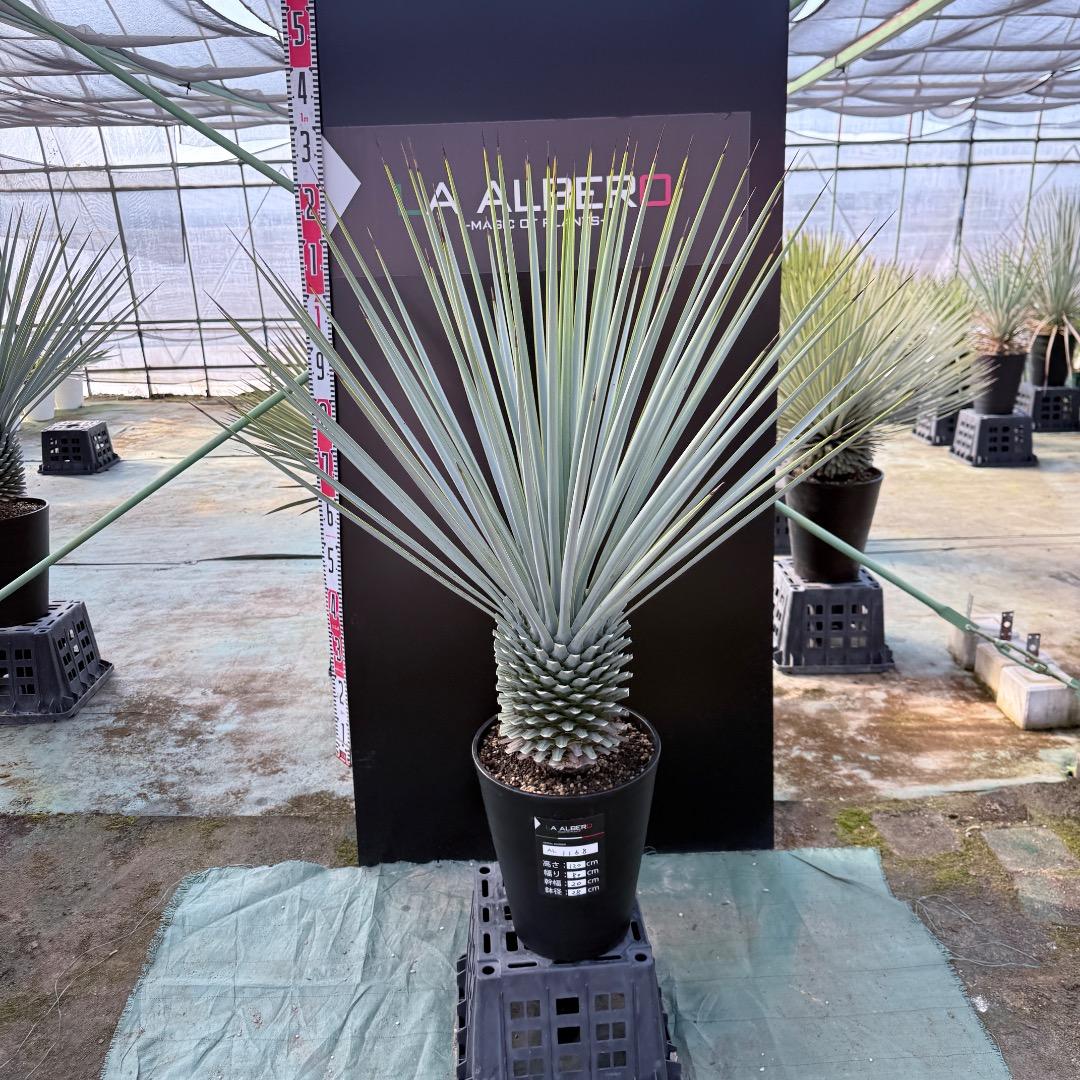 【AL1168】ユッカ　リギダ