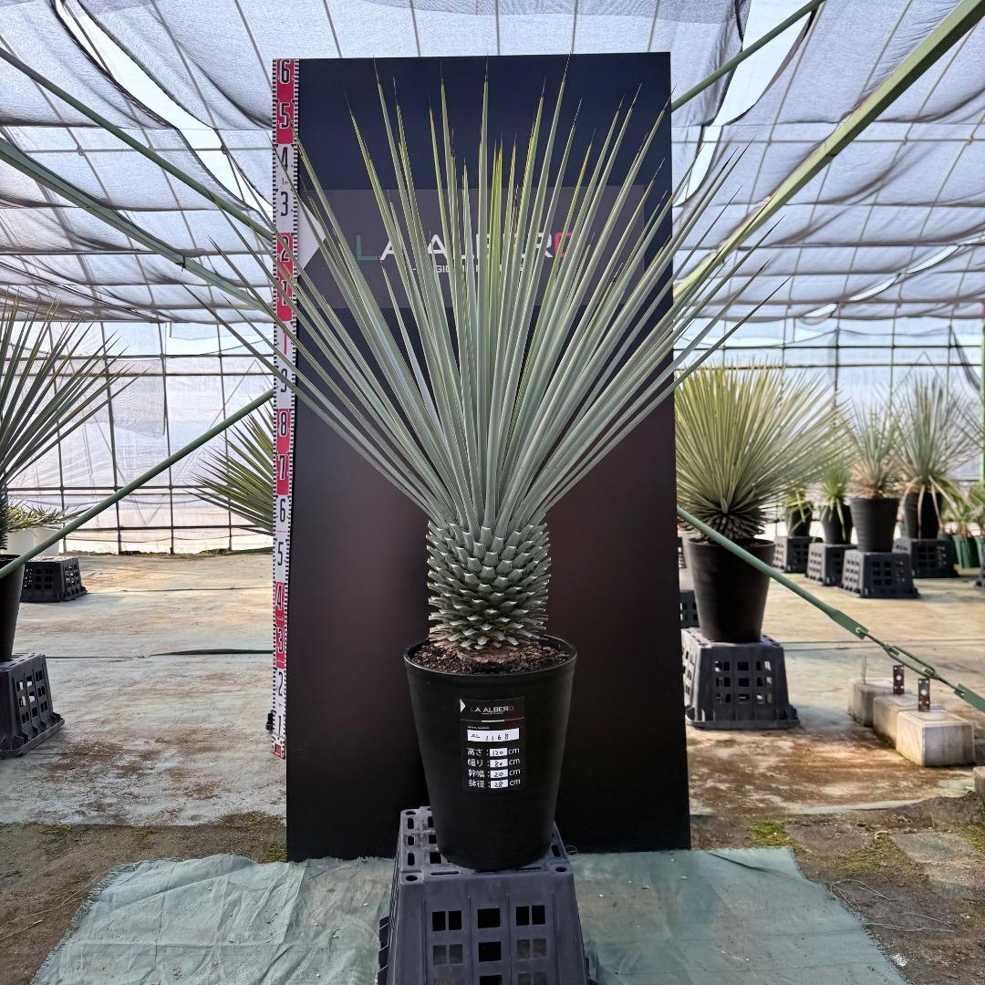 【AL1168】ユッカ　リギダ