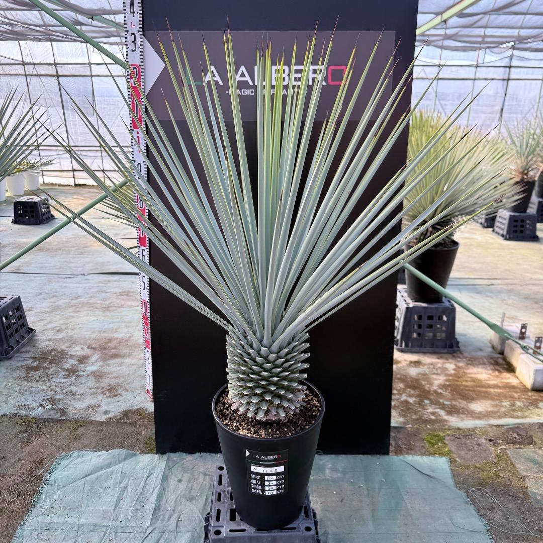 【AL1168】ユッカ　リギダ