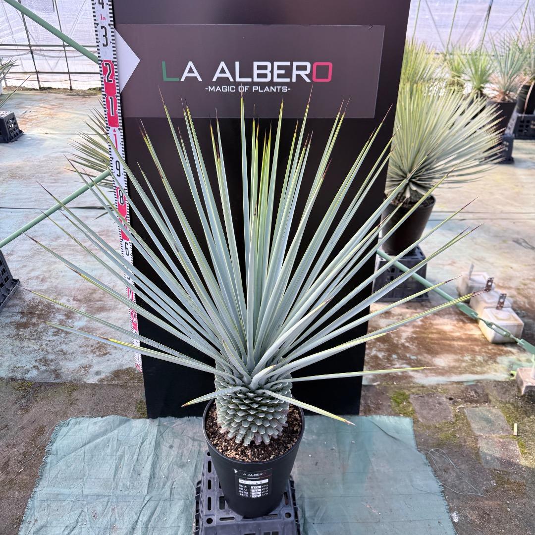 【AL1168】ユッカ　リギダ