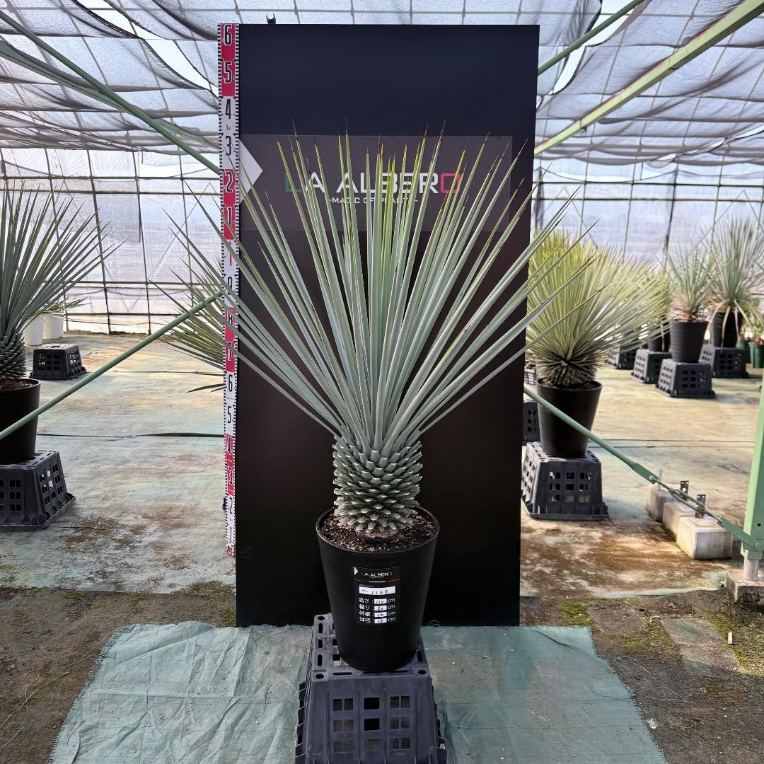 【AL1168】ユッカ　リギダ