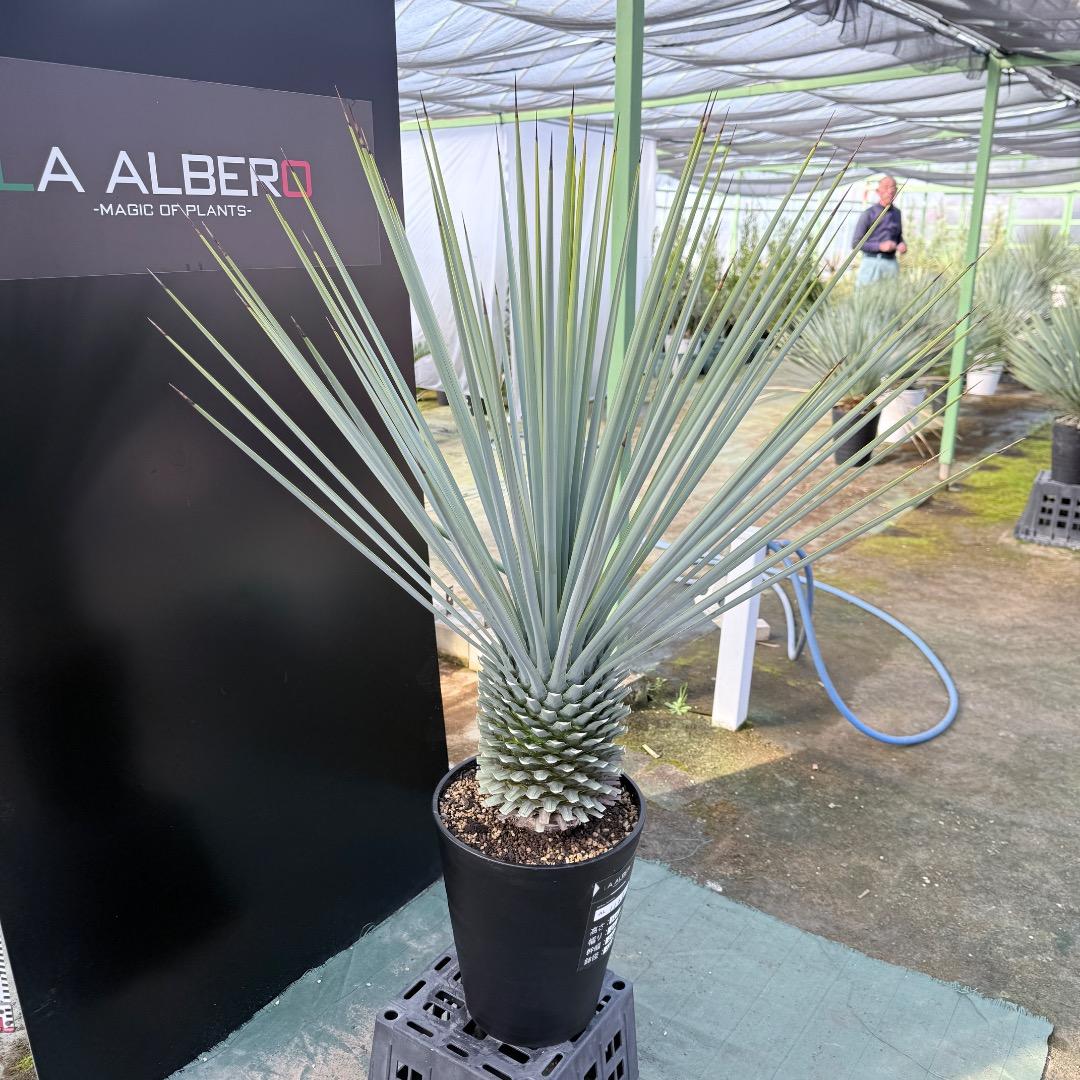 【AL1168】ユッカ　リギダ