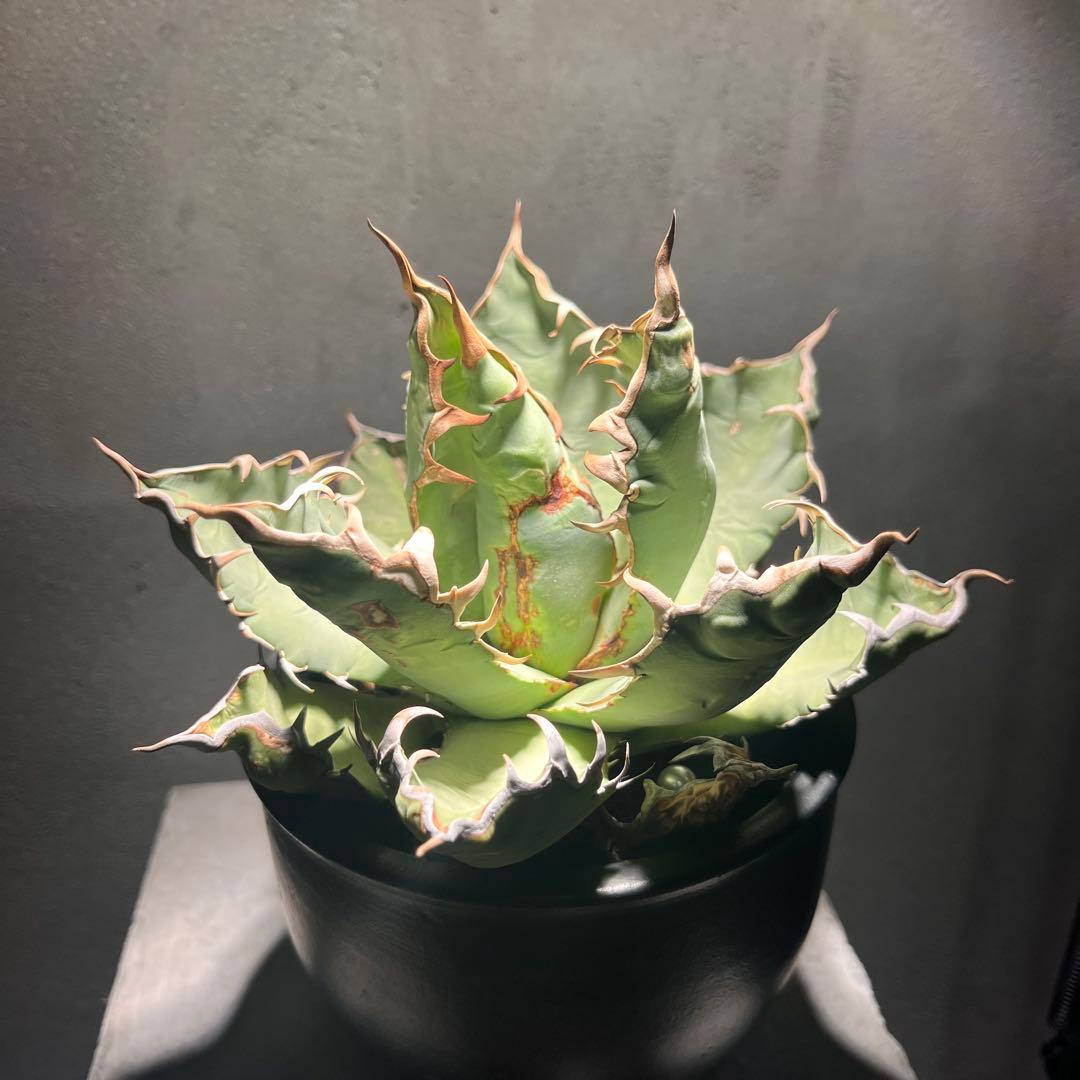 アガベ・オアハカオテロイ現地株 発根済 大株 コレクション株 断捨離